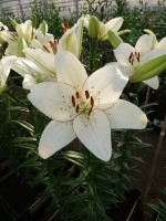 [4036 Eyeliner EVR No02.JPG]